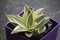 Dwarf Snake PlantÂ -